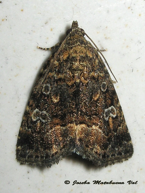 Deltote (Protodeltote) pygarga - Noctuidae? S